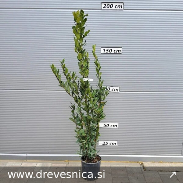 Laurus nobilis (Navadni lovor)