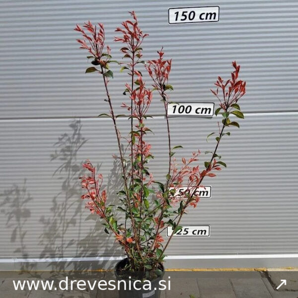 Photinia fr. 'Carre Rouge' (Fotinija)