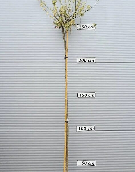 Acer negundo 'Flamingo' (Pisanolistni ameriški javor)