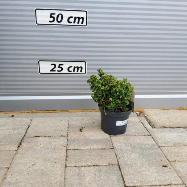 Leucothoe fontanesiana 'Zeblid Scarletta'(Japonski zvonček/Enkijant)