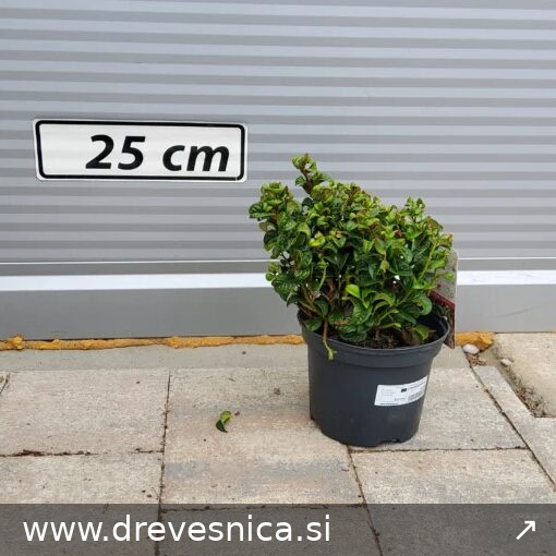 Leucothoe fontanesiana 'Zeblid Scarletta'(Japonski zvonček/Enkijant)