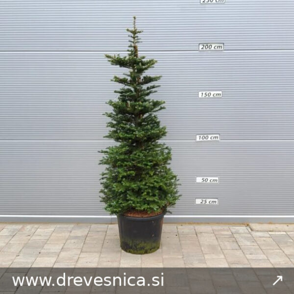 Abies koreana (Korejska jelka)