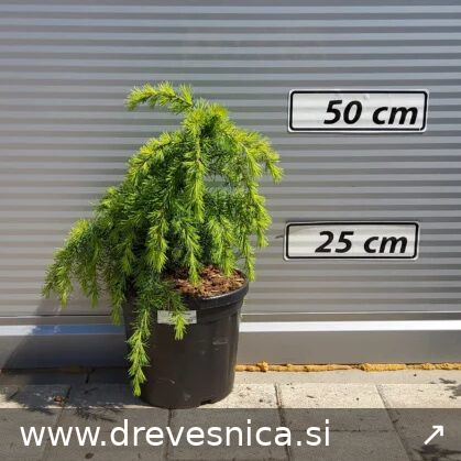Cedrus deodara 'Lime Glow' (Pritlikava himal.cedra – -)