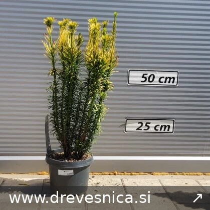 Cephalotaxus harringtonia 'Korean Gold' (Neprava tisa – -)