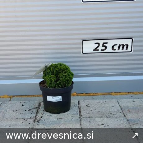 Chamaecyparis obtusa 'Juniperoides' (Školjkasta pacipresa)