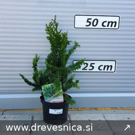 Chamaecyparis obtusa 'Teddy Bear' (Školjkasta, japonska pacipresa)