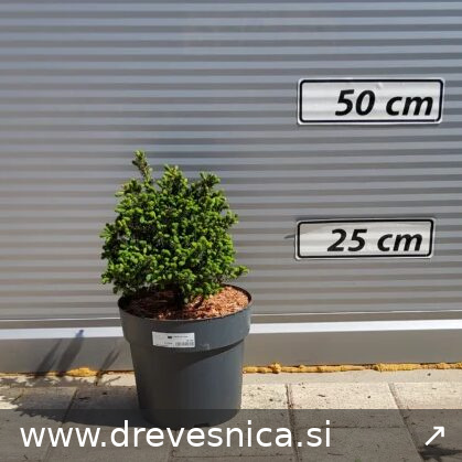 Picea glauca 'Echiniformis' (Pritlikava bela smreka)