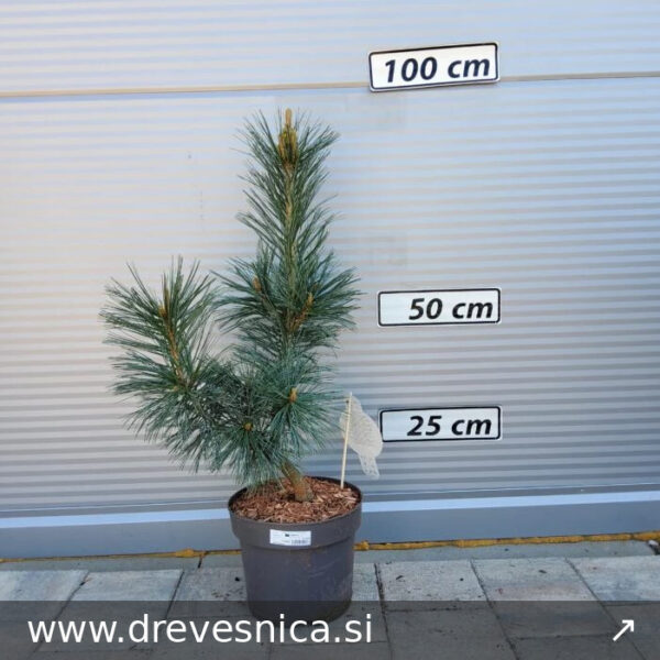 Pinus flexilis 'Vanderwolf's Pyramid' (Upogljivi bor)