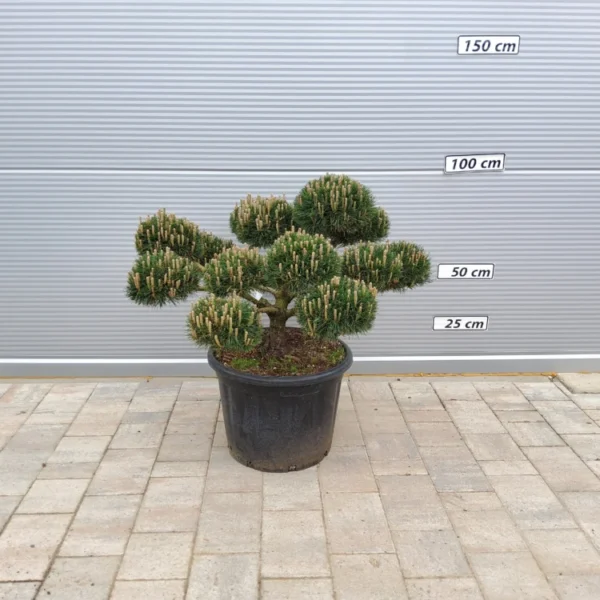 Pinus nigra 'Brepo' (Črni bor – BONSAI)