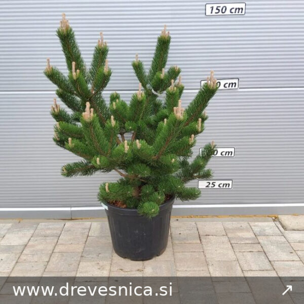 Pinus nigra 'Oregon Green' (Črni bor)