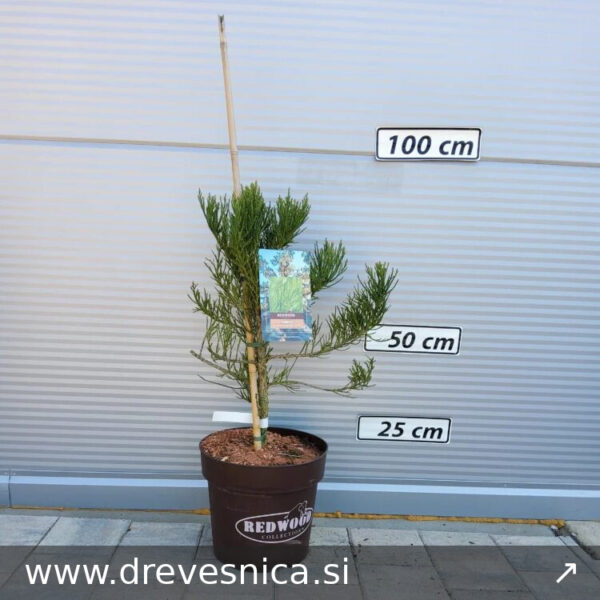 Sequoiadendron 'Healthy Mammoth' (Mamutovec)