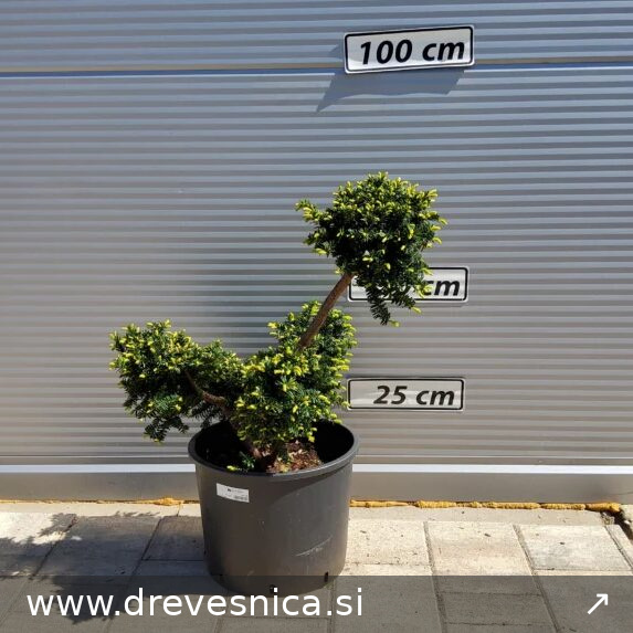Taxus cuspidata ‘Nana’ (Japonska tisa – BONSAI)
