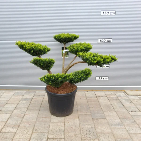 Taxus media 'Farmen' (Tisa – BONSAI)
