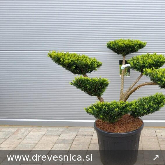 Taxus media 'Farmen' (Tisa – BONSAI)