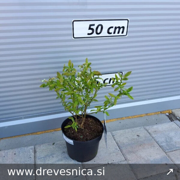 Vaccinium corymbosum 'Ama' (Ameriška borovnica – Srednje Pozna)