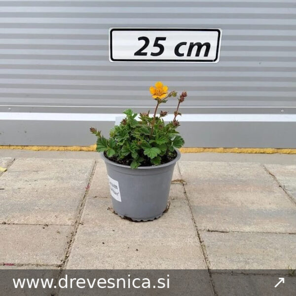 Geum 'Carlskaer' (Geum)