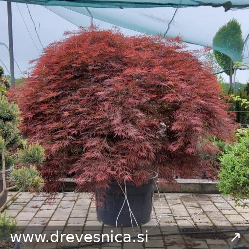 Acer palmatum 'Dissectum Atropurpureum' (Rdečelistni pahljačasti javor)