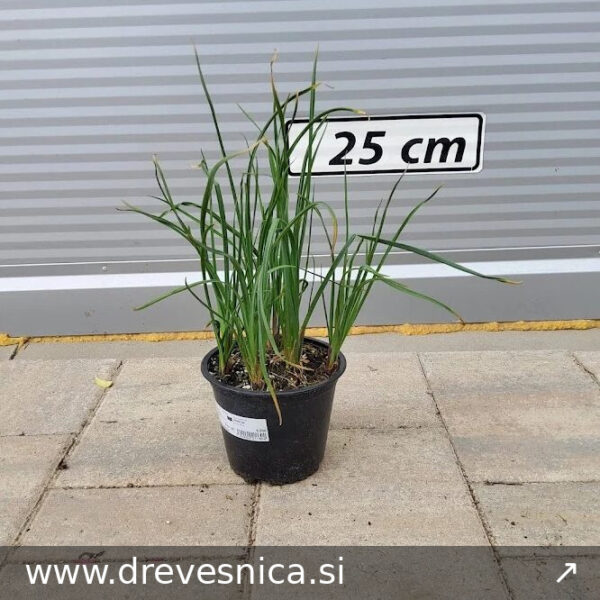 Allium caeruleum (Okrasni luk)