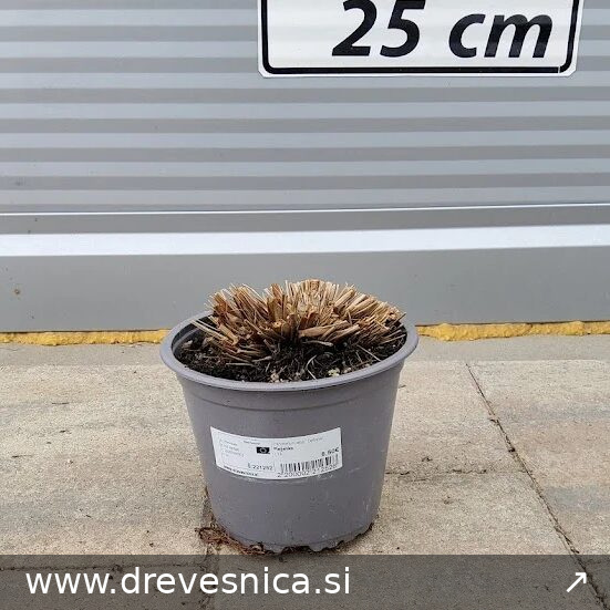 Pennisetum alopecuroides 'Gelbstiel' (Perjanka Gelbstiel)