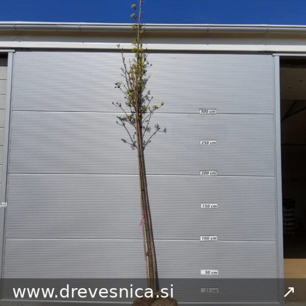 Acer platanoides 'Emerald Queen' (Ostrolistni/Norveški javor)