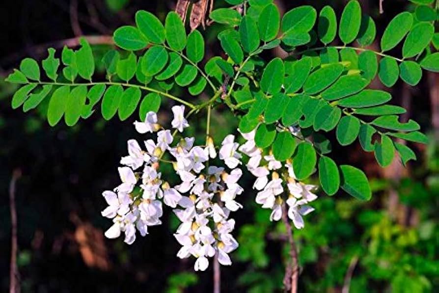 51TN5uLEFSL._AC_UF894,1000_QL80_ ROBINEA PSEUDOACACIA (Navadna robinija) - slika 1