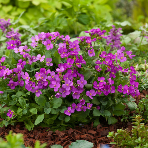 Arabis'LittleTreasureDeepRose' (Kavkaški repnjak)