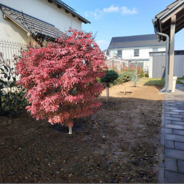 Ilex crenata 'Golden Gem' (Bodika)