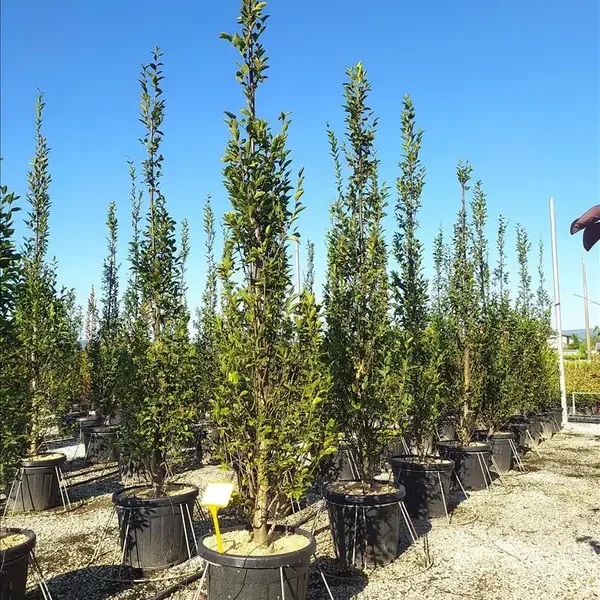 Carpinus betulus 'Pyramidalis' (Piramidasti bukovec)