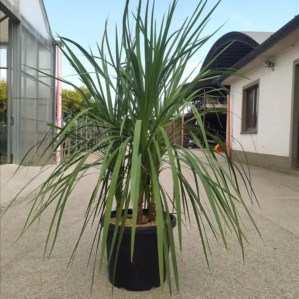 Cordyline australis 'sorta' (Avstralska kordilina – VEČSTEBELNO)