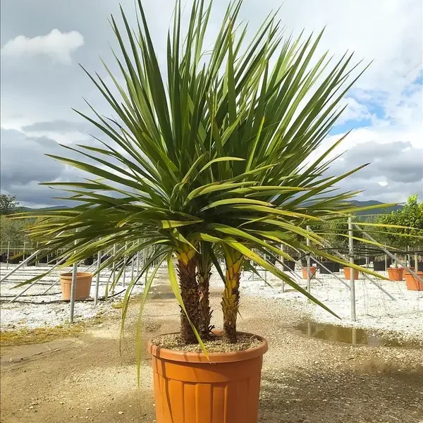 Cordyline australis 'sorta' (Avstralska kordilina – VEČSTEBELNO)