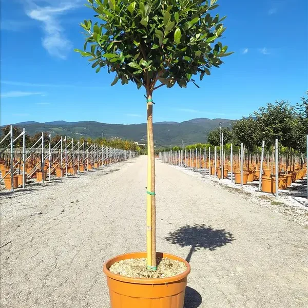 Feijoa sellowiana (Ananasova guava na steblu)