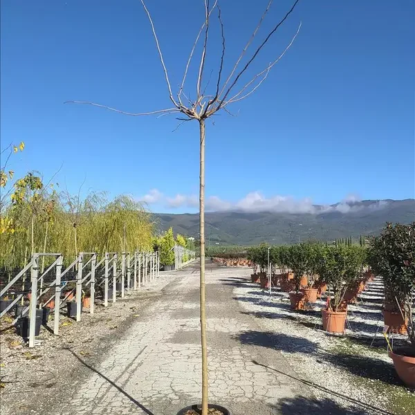 Morus nigra 'Fruitless' (Brezplodna murva – Na steblu)