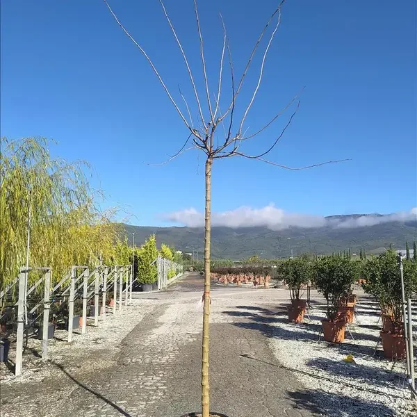 Morus nigra 'Fruitless' (Brezplodna murva – Na steblu)