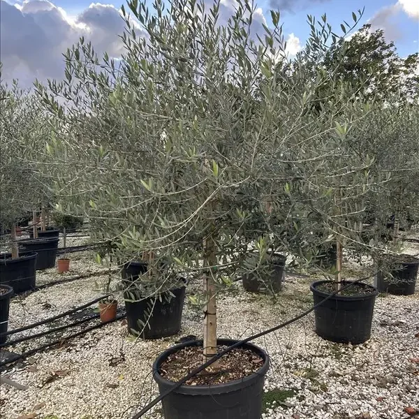 Olea europaea (Oljka)