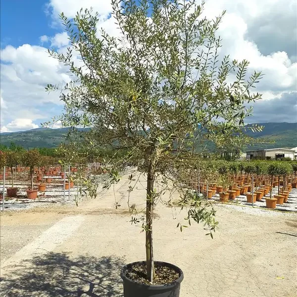 Olea europaea (Oljka)