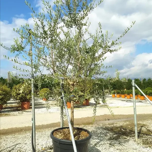 Olea europaea (Oljka)