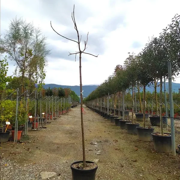 Paulownia tomentosa (Kraljeva paulovnija – Na steblu)