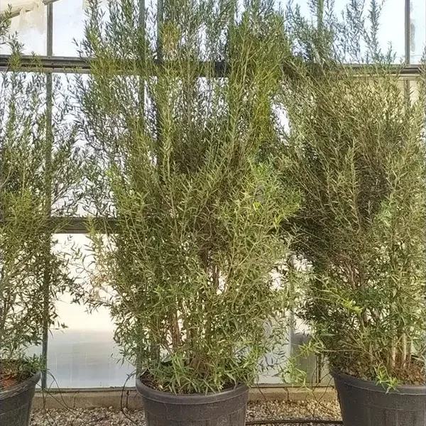 Phillyrea angustifolia ‘sorta’ (Ozkolistna filireja – ŠPALIR)