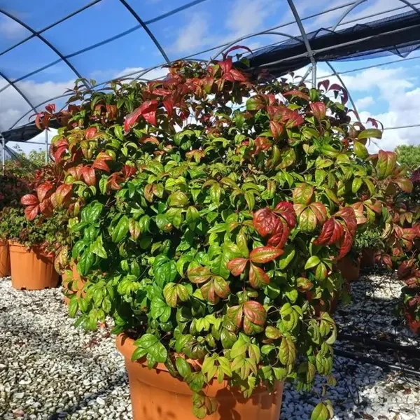 Nandina domestica 'Gulf Stream' (Nandina/Nebeški bambus)