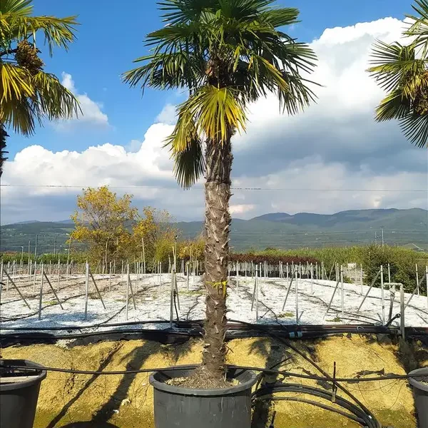 Chaenomeles 'Eximia' (Japonska kutina)