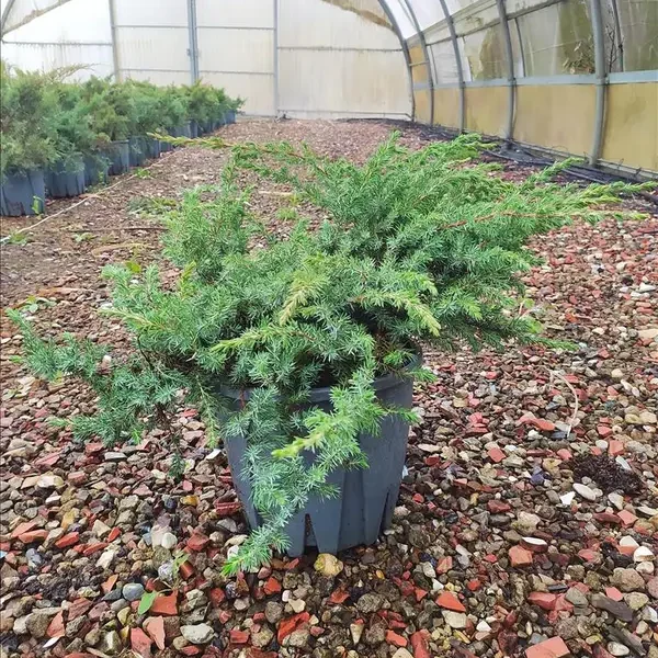 Juniperus conferta 'Schlager' (Pokrovni brin)