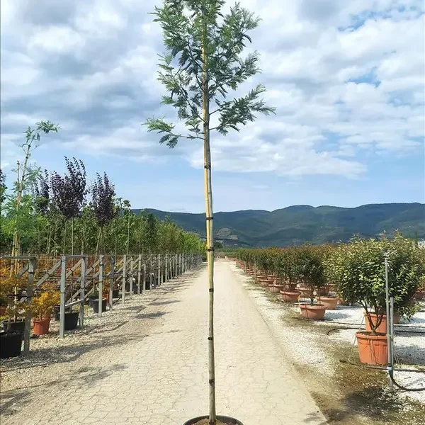 Acacia dealbata ‘seme’ (Srebrna akacija – Na steblu)