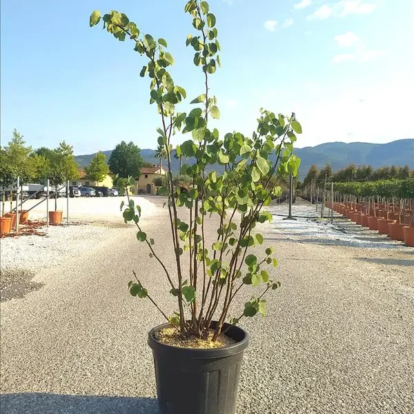 Cercis siliquastrum (Judeževo drevo/Nav.jadikovec)