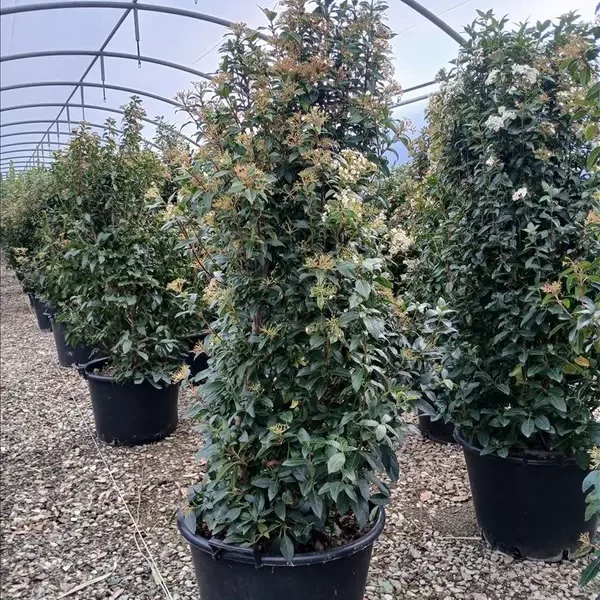 Viburnum tinus 'Eve Price' (Kalina)
