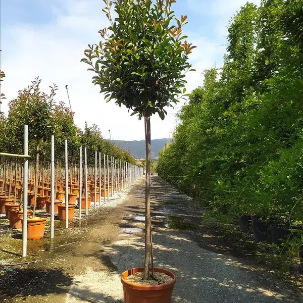 Photinia serr. 'Red Robin' (Fotinija na steblu)