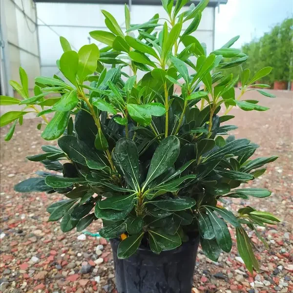 Pittosporum tobira (Pitospor)