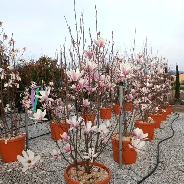 Magnolia x soulangeana (Soulangeeva magnolija)