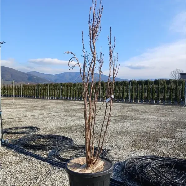 Prunus serrulata 'Amanogawa' (Stebrasta japonska češnja)