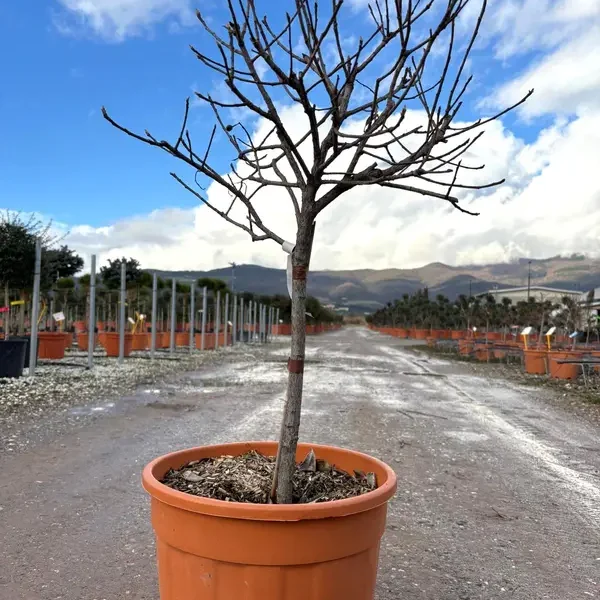 Raphiolepis delavayi 'Springtime'