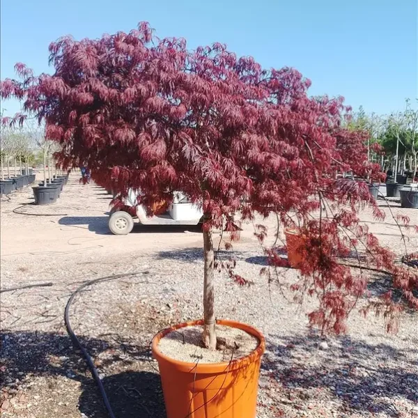 Acer palmatum 'Dissectum Garnet' (Rdečelistni pahljačasti javor na steblu)